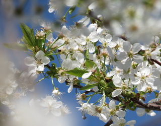 Цвітіння плодових дерев на Запоріжжі очікується у звичайні строки